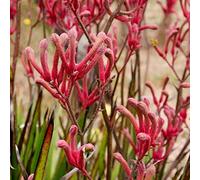 Benoon Semi Di Anigozanthos, 200 Pezzi/Borsa Semi Di Anigozanthos Fai Da Te Decorativi Bellissimi Semi Di Anigozanthos Di Colore Misto Decorazioni Da Giardino Per La Casa Semi di Anigozanthos