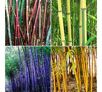 Benoon Semi Di Bambù, 300 Pezzi/Borsa Semi Di Bambù Tollerante All'ombra Home Decor Rare Phyllostachys Pubescens Piantine Da Giardino Per Cortili Semi di bambù