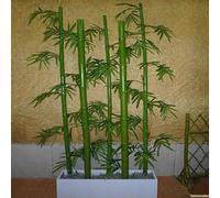 Benoon Semi Di Bambù, Semi Di Phyllostachys Puescens, 60 Pezzi/Borsa Semi Verdi Semi Freschi Naturali Semi Di Poaceae Verdi Per Giardino Semi di bambù Moso