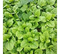 Benoon Semi di Basella Rubra, 50Pcs / Bag Semi di Basella Rubra Piantine di spinaci di Ceylon facili da piantare ad alto rendimento per giardino Seed Seeds ONLY