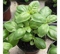 Benoon Semi Di Basilico, 1 Sacchetto Di Semi Di Menta Perenne Miscele Di Fragranze Multifunzionali Per Semi Di Basilico Alla Menta Per Giardino Semi di Basilico al Lime Seeds ONLY