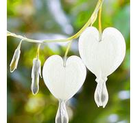 Benoon Semi Di Cuore Sanguinante, 10 Pezzi/Borsa Semi Di Cuore Sanguinante Raccolto Perenne Semi Di Bonsai Rossi Dicentra Per Balcone bianca