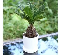 Benoon Semi Di Cycas, 1 Sacchetto Semi Di Cycas Dioecismo Medicinali Diverse Forme Gimnosperma Da Giardino Per Parco Semi di Cycas