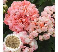 Benoon Semi Di Geranio, 600 Pezzi/Borsa Semi Di Geranio Perenne Fantastico Giardino Bonsai Rosa Semi Di Pelargonium Per La Casa Semi di Pelargonium