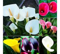 Benoon Semi Di Giglio Di Calla, 100 Pezzi/Borsa Semi Di Giglio Di Calla Semi Di Giglio Di Calla Naturali Ornamentali Di Colore Misto Per Giardino Calla Lily Seeds