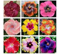 Benoon Semi Di Ibisco Corallino, 200 Pezzi/Borsa Semi Di Ibisco Corallino Rustico Sole Preferiscono Fiorire Vibrante Semi Di Ibisco Corallino Per Semi di ibisco corallino:Seeds