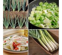 Benoon Semi Di Scalogno, 200 Pezzi/Borsa Semi Di Scalogno Full Sun Georgic Green Semi Di Cipolla Verde A Crescita Rapida Per Giardino Semi Di Cipolla Cinese