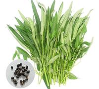 Benoon Semi Di Spinaci D'acqua, 1 Sacchetto Di Semi Di Spinaci D'acqua Semi Rustici Da Giardino Commestibili Resistenti Al Calore Per La Casa Semi di spinaci d'acqua Seeds ONLY