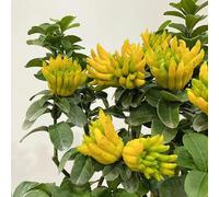 bergamotto da cucina bonsái arredamento interni balconi perenne resistenti giardino interni semi medicinali 50pcs