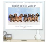 Berger de Brie - Welpen (hochwertiger Premium Wandkalender 2026 DIN A2 quer), Kunstdruck in Hochglanz: Zauberhafte Briardwelpen entdecken spielerisch die Welt.