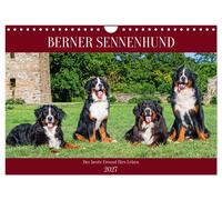 Berner Sennenhund - Der beste Freund fürs Leben (Wandkalender 2027 DIN A4 quer),