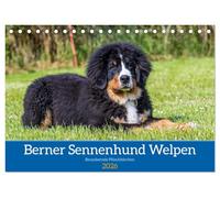 Berner Sennenhund Welpen - Bezaubernde Plüschbärchen (Tischkalender 2026 DIN A5 quer), CALVENDO Monatskalender: Zauberhafte Bärchen
