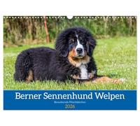 Berner Sennenhund Welpen - Bezaubernde Plüschbärchen (Wandkalender 2026 DIN A3 quer), CALVENDO Monatskalender: Zauberhafte Bärchen