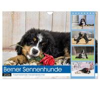 Berner Sennenhunde - Faszinierende Herzensbrecher (Wandkalender 2026 DIN A4 quer), CALVENDO Monatskalender: Eine Rasse, die jeden in ihren Bann zieht!