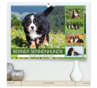 Berner Sennenhunde - Freunde für ein ganzes Leben (hochwertiger Premium Wandkalender 2026 DIN A2 quer), Kunstdruck in Hochglanz: Er ist traumhaft ... 13 wundervolle Bilder dieser Traumhunde.