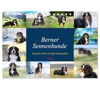 Berner Sennenhunde - Mit jedem Blick ein Stück Geborgenheit (Tischkalender 2026 DIN A5 quer), CALVENDO Monatskalender: Bilder die Herz und Seele berühren