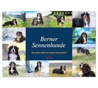 Berner Sennenhunde - Mit jedem Blick ein Stück Geborgenheit (Wandkalender 2026 DIN A4 quer), CALVENDO Monatskalender: Bilder die Herz und Seele berühren
