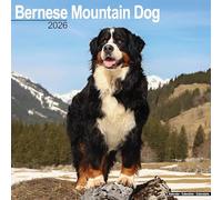 Bernese Mountain Dog 2026 Calendar | Square Wall Calendar | Dog Breed Gift | Plastic Free Packaging | by Avonside Publishing