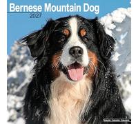 Bernese Mountain Dog 2027 Calendar | Square Wall Calendar | Dog Breed Gift | Plastic Free Packaging | by Avonside Publishing