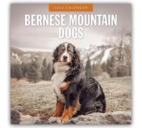 Bernese Mountain Dog - Berner Sennenhund 2026 - 16-Monatskalender: Original Red Robin Publishing Ltd-Kalender [Mehrsprachig] [Kalender]