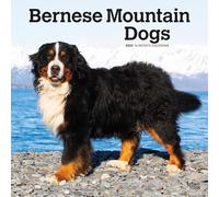 Bernese Mountain Dogs 2025 - Calendario da parete, 12 x 24 pollici, colore: Plastic-Free
