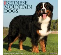 Bernese Mountain Dogs 2026 12 X 12 Wall Calendar