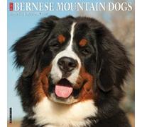 Bernese Mountain Dogs 2027 Wall