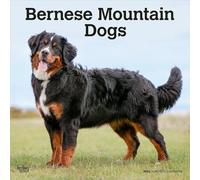 Bernese Mountain Dogs - Berner Sennenhund 2026 - 16-Monatskalender: Original BrownTrout-Kalender [Mehrsprachig] [Kalender]