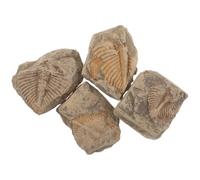 BESPORTBLE 4 Pezzi Specimen di Trilobite in Pietra di Qualità Museale per Studio Geologico e Didattica in Aula, per Collezionisti e Amanti della Storia Naturale