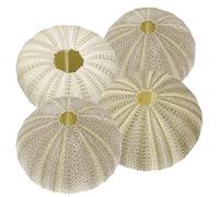 BESPORTBLE 4 Pz Guscio Di Riccio Fioriera a Conchiglia Di Riccio Fioriere Di Tillandsia Conchiglia Da Spiaggia Appendiabiti Per Piante Aeree Albero Bonzio Colorato Corallo Pianta in Vaso Mare