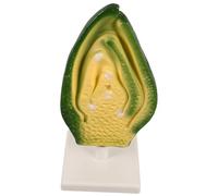 BESPORTBLE Anatomia Cellulare Struttura Embriione Semi Strumento Didattico per Laboratori Biologici Classi e Mostre Scientifiche per Insegnamento e Dimostrazioni Educative