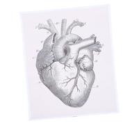 BESPORTBLE Carta Anatomica del Cuore 1 Pezzo in Fibra Chimica