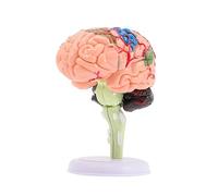 BESPORTBLE Cerebrale per Anatomia Didattica per Ufficio e Scuola per Studio e Apprendimento Della Neuroscienza