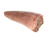 BESPORTBLE Dente Fossile Educativo per Insegnamento Paleontologia e Collezione Didattica per Musei e Scuole Strumento Scientifico per Studio Preistorico
