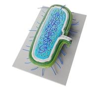 BESPORTBLE Didattico Cellulare Microbico Realistico per Insegnamento Biologia Anatomico Batteri e per Scuole e Laboratori Strumento Educativo Dettagliato per Studio Microbiologia