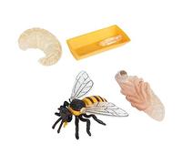 BESPORTBLE Educativi Simulazione Del Ciclo Delle Api Per Giocattoli Cognitivi Per Insegnamento Delle Naturali
