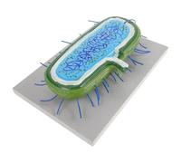 BESPORTBLE Modelli Cellulari per L’insegnamento della Biologia Sussidio Didattico la Scuola Studenti Modelli di Anatomia Microstrutturale Dettagliati per Classe e Presentazioni