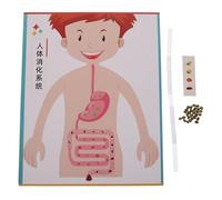 BESTonZON 4 set di modelli di apparato digerente umano: kit di esperimenti scientifici fai da te per bambini con di apparato digerente, per la scuola, per l'educazione precoce e per i lavori manuali