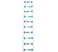 BESTonZON Dna Doppia in Resistente Kit Didattico Biologia Assemblabile per Apprendimento e Strumento Educativo Scientifico