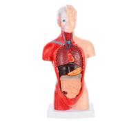 BESTYASH Modello Anatomico Organi Umani Rimovibili per Insegnamento Scuola Ospedale Laboratorio