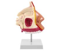 BESTYASH Modello con Metallo Umano in Naso del Plastica Anatomico Visualizzazione Dell'anatomia Riconoscimento Tattile per Studio Medico per Studenti e Lezioni Scientifiche