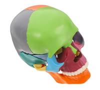 BESTYASH Modello Cranico Anatomico Colorato con Sezioni Rimovibili Strumento Didattico Scientifico per Anatomia Figura Del Cranio Anatomicamente Corretta per Apprendimento Educativo