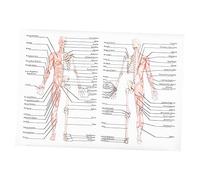 BESTYASH Poster Illustrazione Muscolare Dettagliata per Insegnamento e Decorazione Scuole e Laboratori