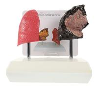 BETOOKY Modello Anatomico Polmone Realistico in Pvc per Insegnamento di Anatomia e Fisiologia, Modello Educativo per Studenti Dettagli Precisi e Funzionali
