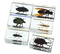 BETOOKY Set da 6 Insetti Conservati in Resina Diverse Specie, Resistente e Affidabile, per L'insegnamento Scientifico come Fermacarte Decorativo