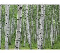 betulla, Betulla bianca di legno duro (eccellente legna da ardere) ALBERO 275 semi! Groco