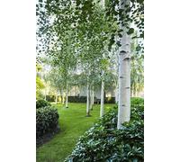 Betulla bianca alba "Betula pendula" h.100/125 cm Vivaio di Castelletto