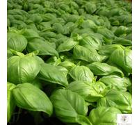 Betulla Bianca Semi di Basilico Genovese Biologico, 500+ Semi, con Pesto alla Genovese