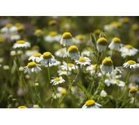 Betulla Bianca Semi di Camomilla, 500+ Semi, Per Giardino e Orto, Ideali per Tisane Naturali, Coltivazione Facile, Fiori Profumati