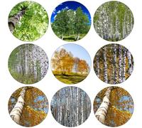 betulla semi di giardino semi di abelli letto elevato per balcone giardino selvaggio del balcone Letti elevati per il decorativo 250pcs